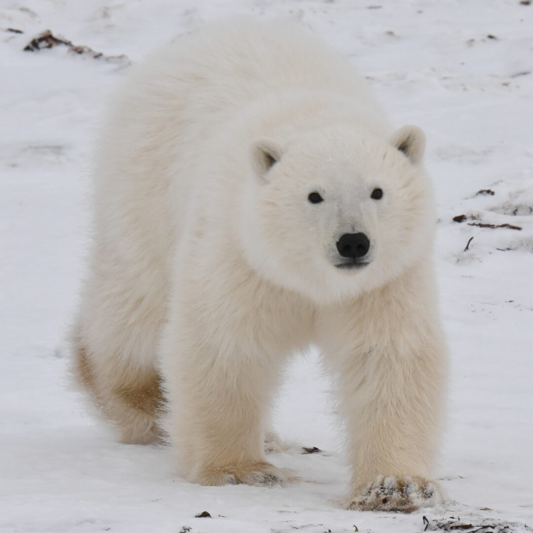 Polar Bears In Snow- PhotoGal 2020